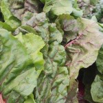 PFM Organic Lettuce