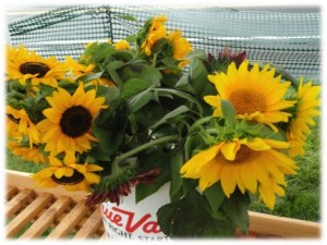 PFM Sunflowers